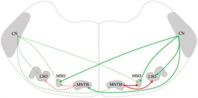 Bidirectional remodeling of the central auditory system caused by unilateral auditory deprivation